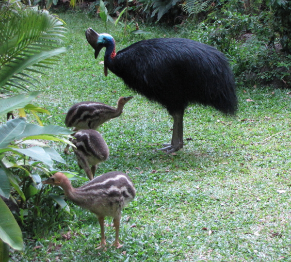 cassowaries December 2012.2