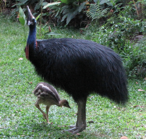 cassowaries December 2012.3