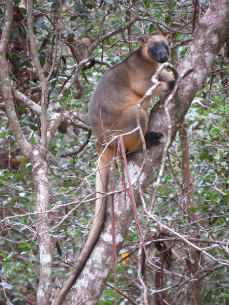 Tree-roo, climbing