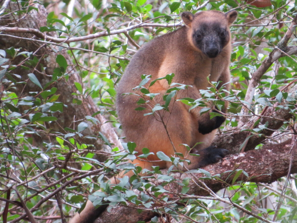 Tree-roo, close-up