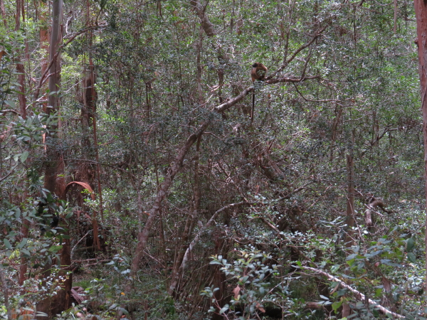 Tree-roo in distance