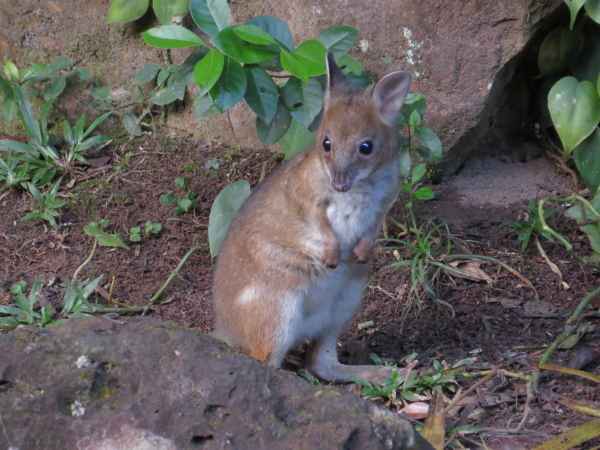 baby-pademelon