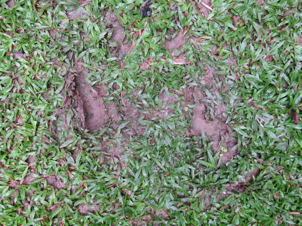 mating-skid-marks