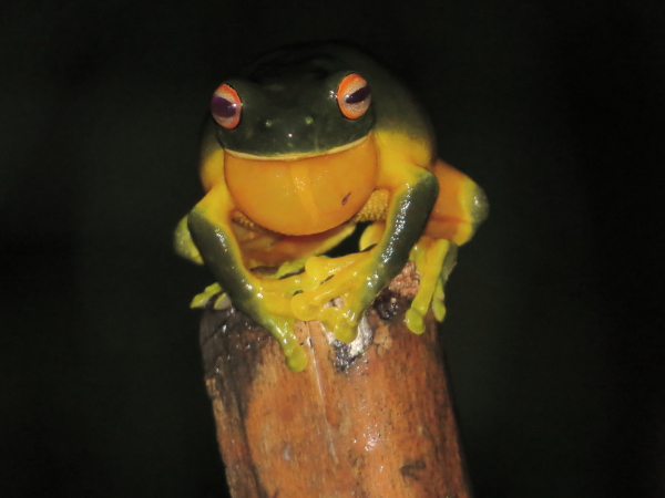 one-frog-calling1