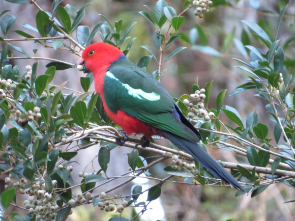 King Parrot in Lilly-pilly