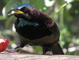Victoria's Riflebird