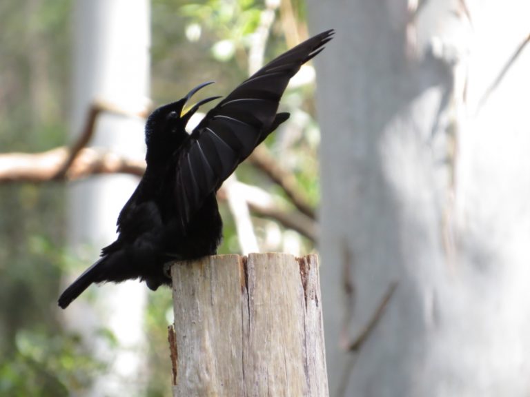 Victoria's Riflebird, displaying
