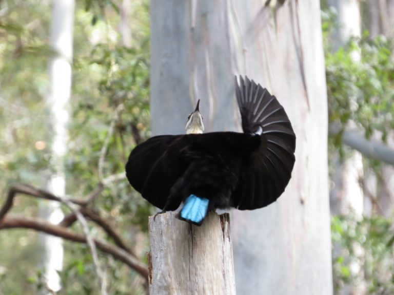 Victoria's Riflebird, displaying