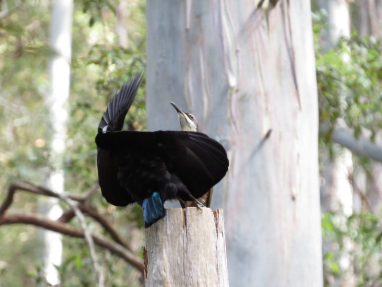 Victoria's Riflebird display