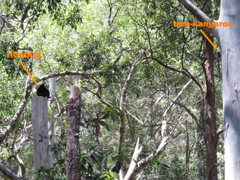 riflebird and tree-kangaroo