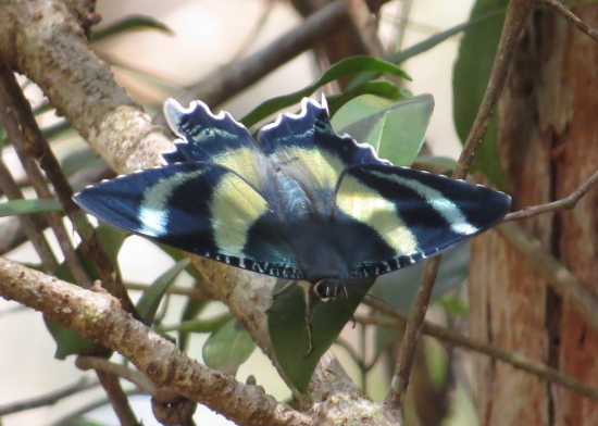 Queensland Day Moth, Alcides metaurus
