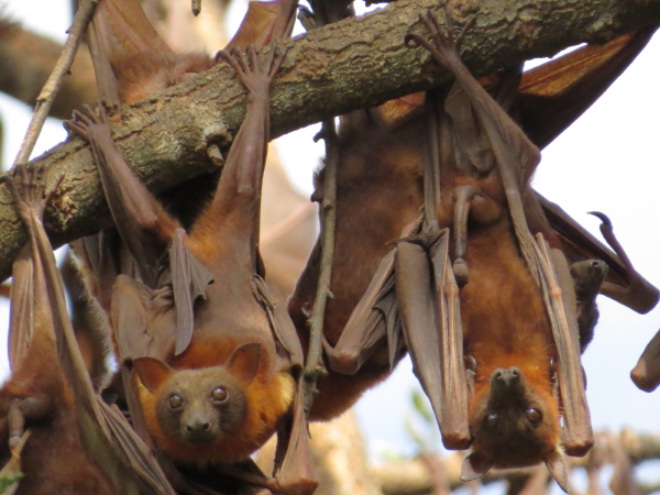 Little Red Flying-foxes