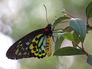 Cairns Birdwing