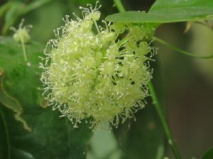 Smilax flowers
