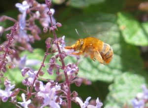 Teddy Bear Bee, Atherton Tablelands