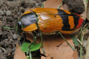 large Jewel Beetle