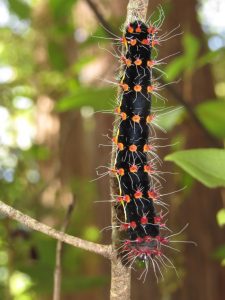 moth caterpillar