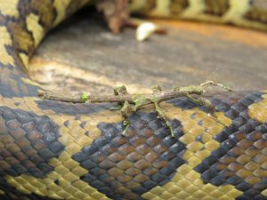 stick insect catching a ride on carpet python