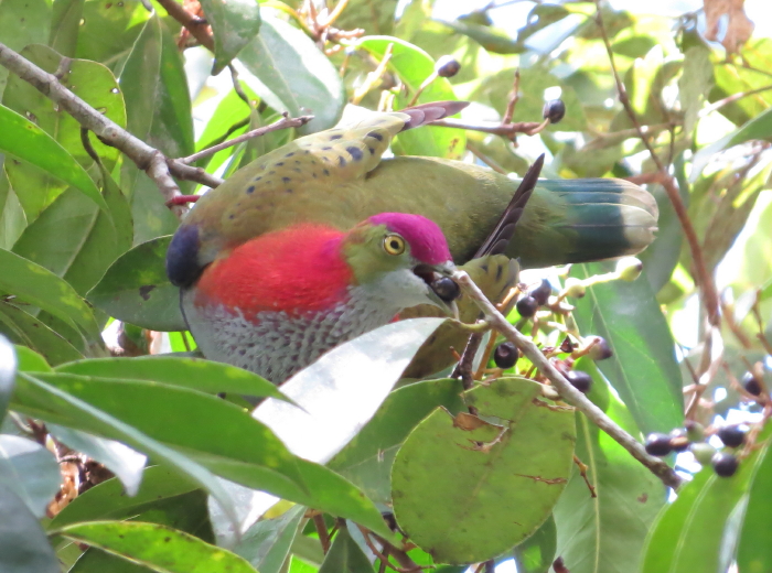 male Superb Fruit-dove feeding in Symplocos