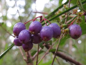 Lilly-pillies, Syzygium oleosum