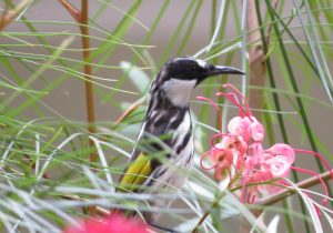 White-cheeked Honeyeater