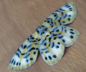 Bracca rotundata