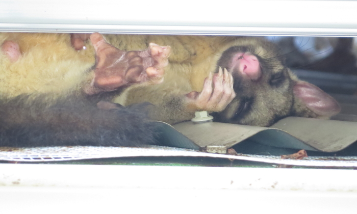 Brushtail Possum slleping on hot roof