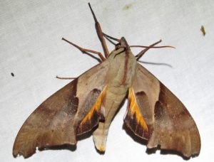 hawk moth Coequosa australasiae