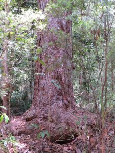 Red Mahogany, Eucalyptus resinifera