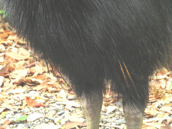 Southern Cassowary