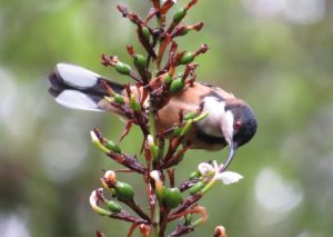 Eastern Spinebill in native ginger