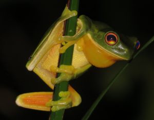 Orange-thighed Tree-frog, Litoria xanthomera