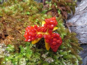 Pittosporum fruit