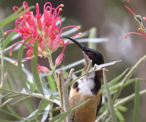 Eastern Spinebill