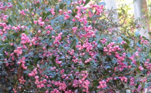 Syzygium smithii, Creek Satinash