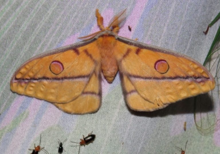 Emperor Moth, Opodiphthera fervida