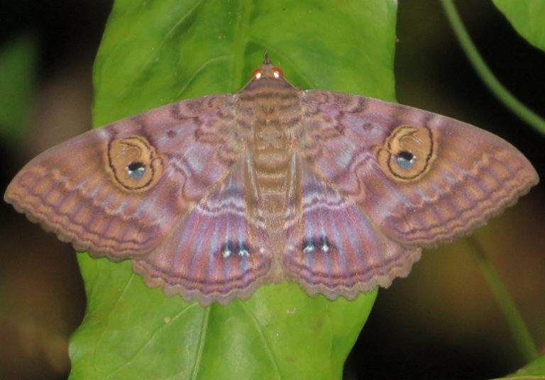 Speiredonia spectans