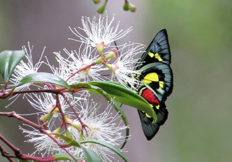 Regent Skipper