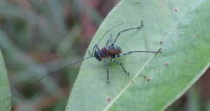 katydid nymph