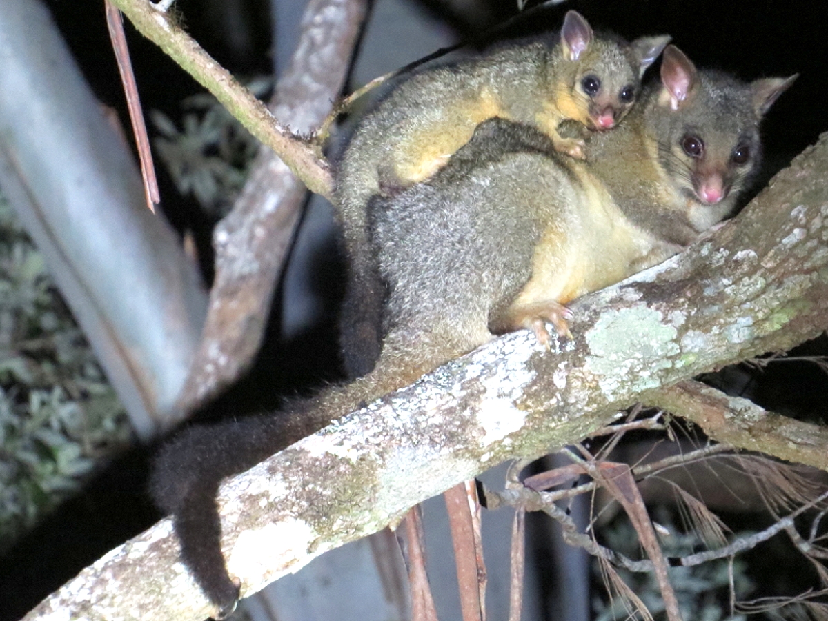 Common Brushtail Possums