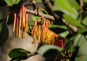 mistletoe