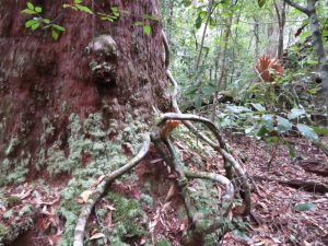 rainforest