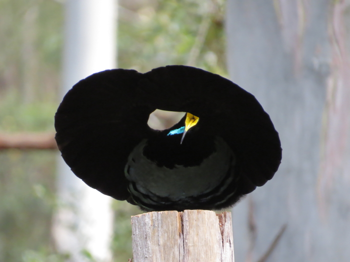 adult male Victoria's Riflebird displaying