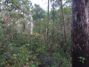 forest view across small gully