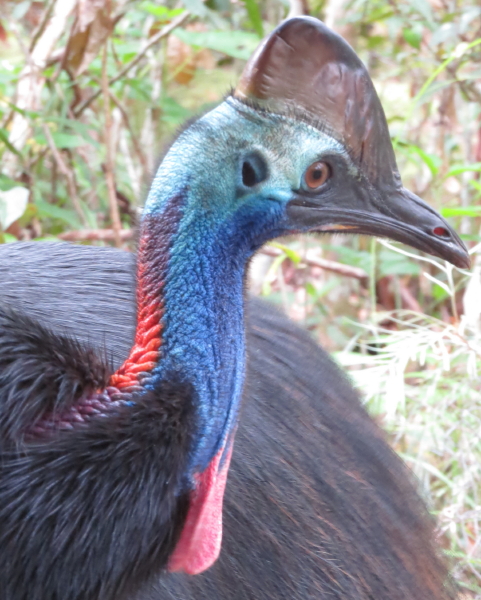 Southern Cassowary