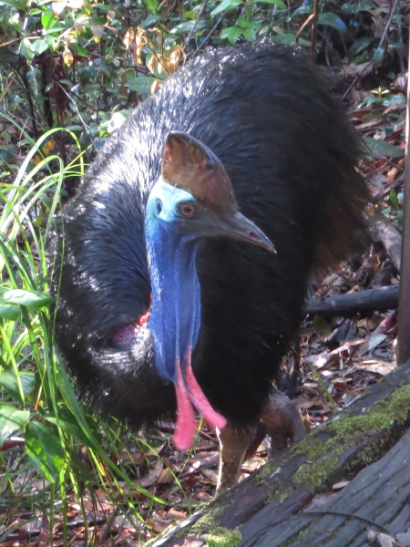 Southern Cassowary