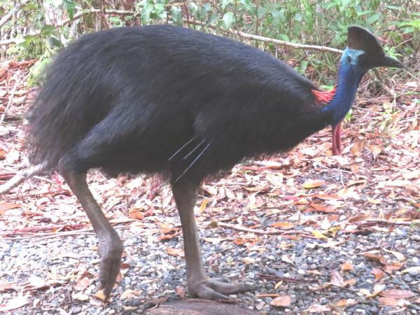 Southern Cassowary