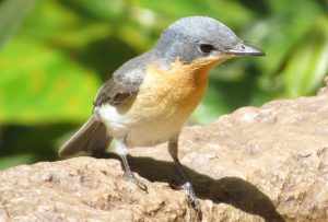 Leaden Flycatcher female