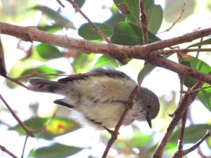 Mountain Thornbill