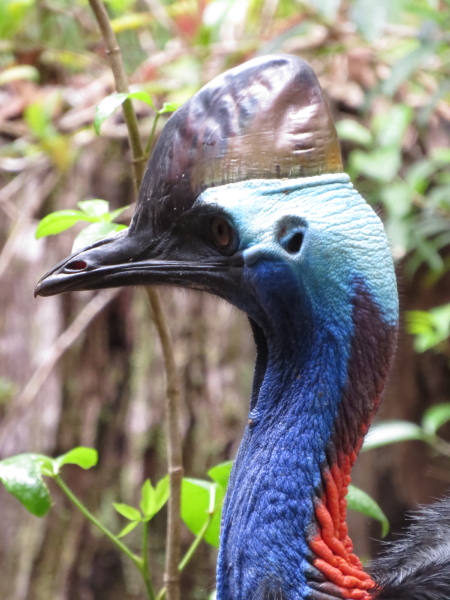 Southern Cassowary